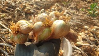 농부아내님의 작성글 사진