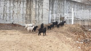 이천산수유3대농부님의 작성글 사진