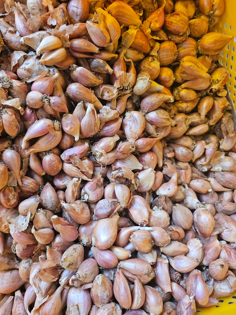 한농농약종묘사님의 장터 판매 상품 [[쪽파씨앗] 25년 햇쪽파 종구 500g ] 첨부 사진