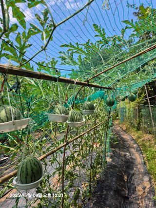 멧돼지와전쟁님의 자유주제 · 자유게시판 작성글 사진