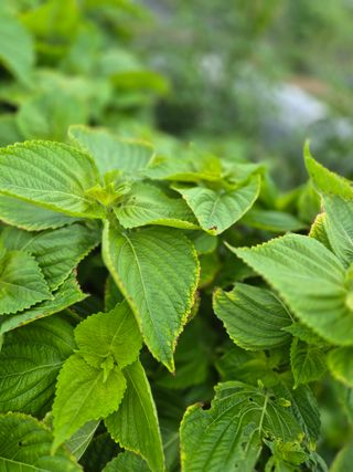 우리농장주님의 자유주제 · 자유게시판 작성글 사진