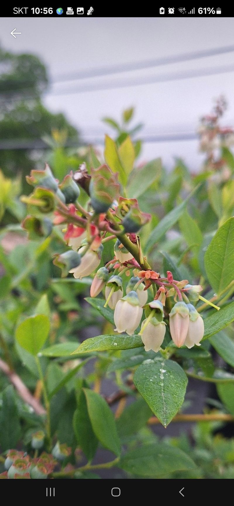 하동베리굿베리팜님의 장터 판매 상품 [국내산 생과 블루베리1kg] 첨부 사진