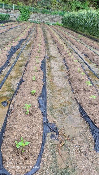 김진님의 자유주제 · 자유게시판 작성글 사진