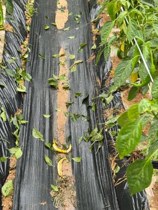 김혁식님의 고추 · 병해충상담 작성글 사진