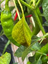 팜모닝 고추·병해충상담 게시글 이미지