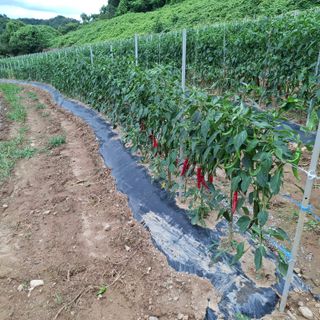 오영도님의 자유주제 · 자유게시판 작성글 사진