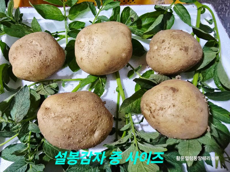 황둔얼렁뚱땅체리농부님의 장터 판매 상품 [설봉 감자 10kg, 20kg 판매] 첨부 사진