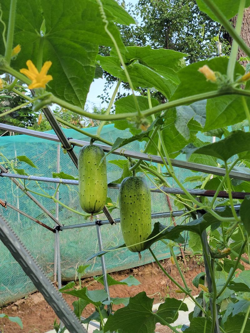 원빈님의 장터 판매 상품 [과일 오이 씨앗 ] 첨부 사진