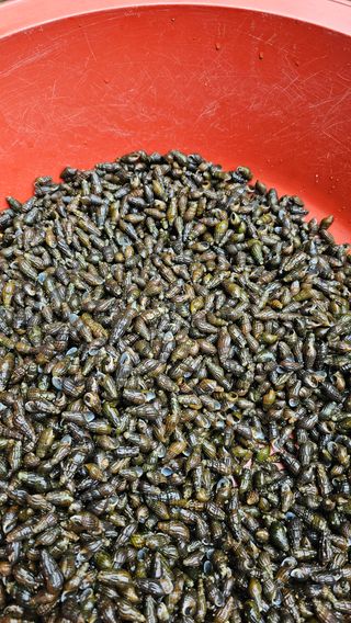 늘푸른농장님의 작성글 사진