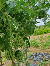 팜모닝 자유주제·자유게시판 게시글 이미지