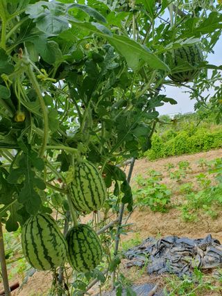 김양석님의 자유주제 · 자유게시판 작성글 사진