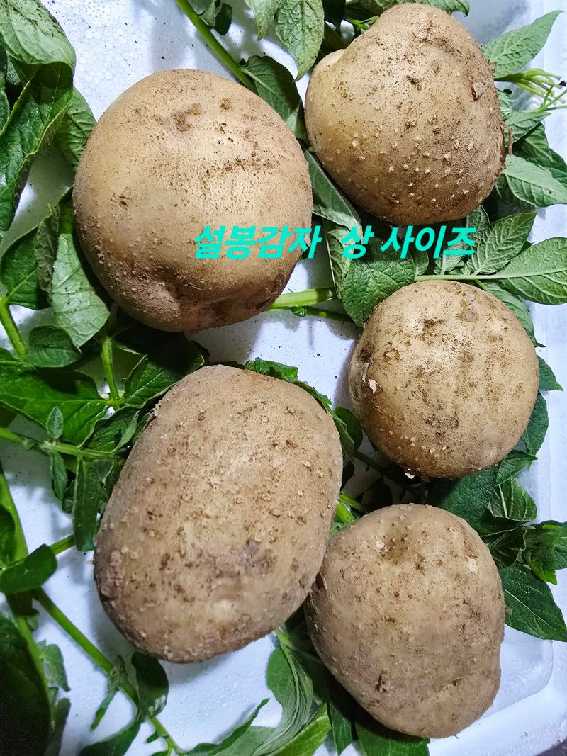 황둔얼렁뚱땅체리농부님의 장터 판매 상품 [설봉 감자 10kg, 20kg 판매] 첨부 사진