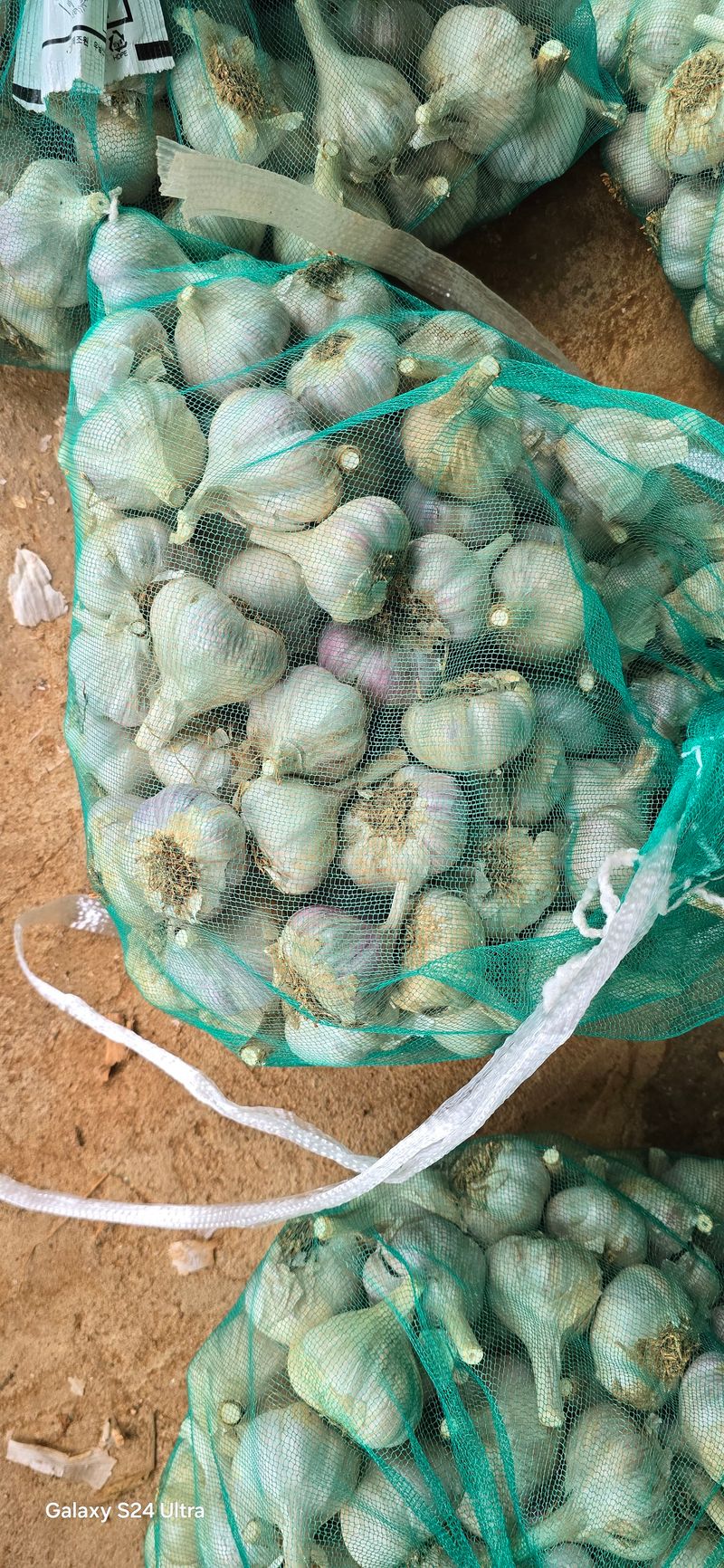 장터 상품 [마늘] 썸네일