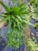 팜모닝 · 게시글 이미지