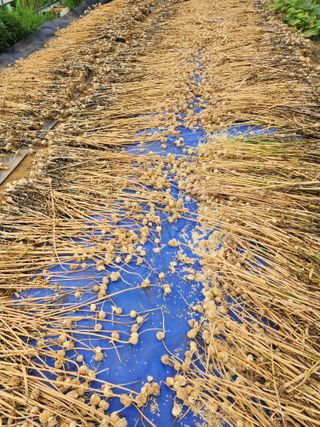 홍산농부님의 작성글 사진