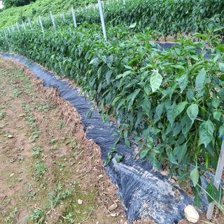 오영도님의 자유주제 · 자유게시판 작성글 사진