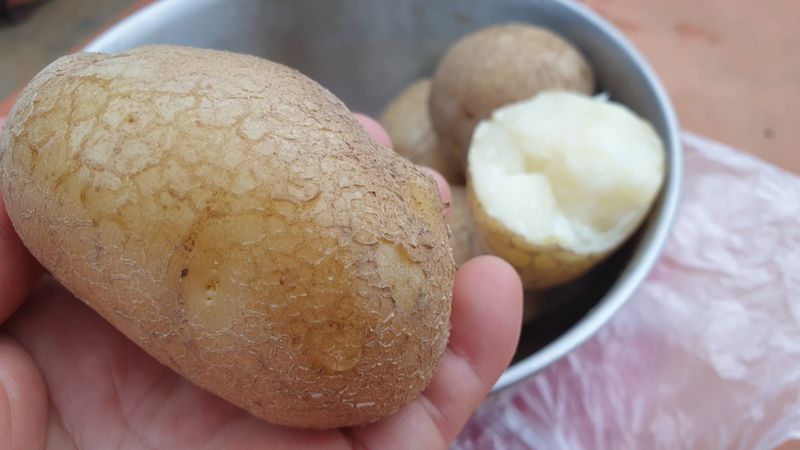 농부아내님의 장터 판매 상품 [해풍과 솔향기 듬뿍, 맛있는 감자] 첨부 사진