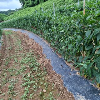 오영도님의 자유주제 · 자유게시판 작성글 사진