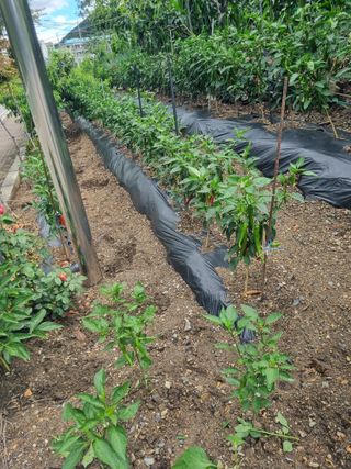 김용대님의 자유주제 · 자유게시판 작성글 사진