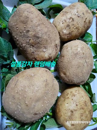 황둔얼렁뚱땅체리농부님의 작성글 사진