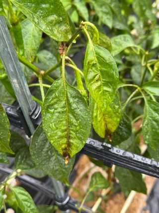 김혁식님의 고추 · 병해충상담 작성글 사진