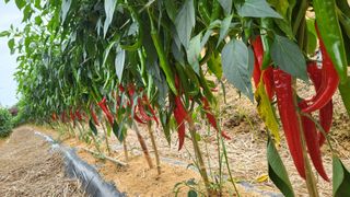 도시 농부님의 작성글 사진