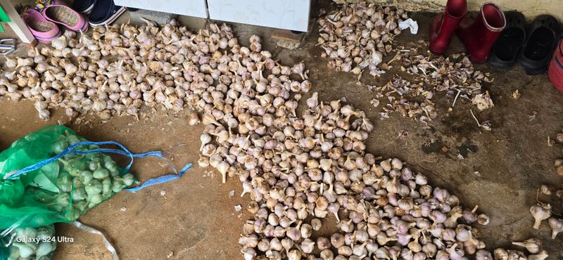 이종록님의 장터 판매 상품 [마늘] 첨부 사진