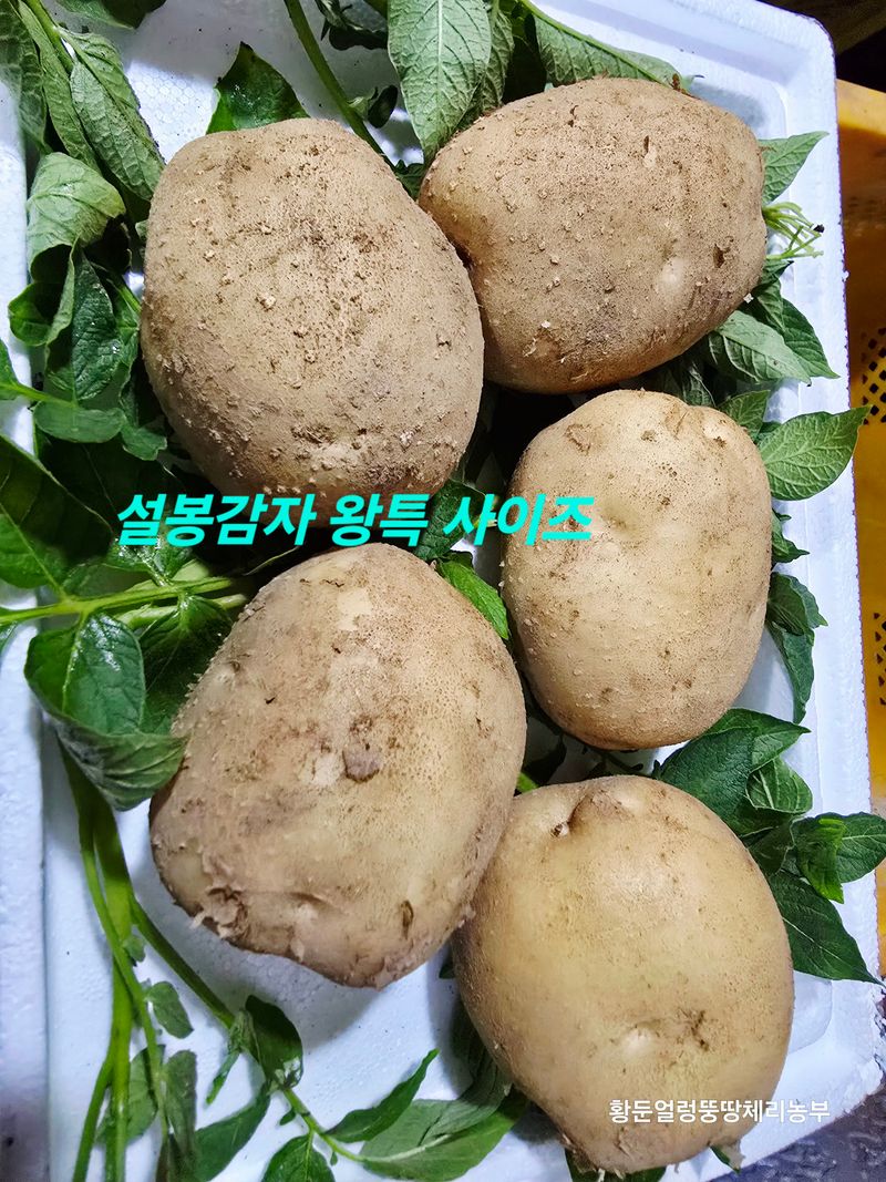황둔얼렁뚱땅체리농부님의 장터 판매 상품 [설봉 감자 10kg, 20kg 판매] 첨부 사진