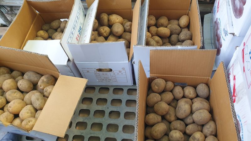 농부아내님의 장터 판매 상품 [해풍과 솔향기 듬뿍, 맛있는 감자] 첨부 사진