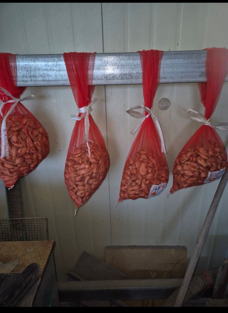 남공우님의 장터 판매 상품 [쪽파씨2kg] 첨부 사진