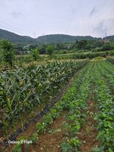 팜모닝 자유주제·자유게시판 게시글 이미지