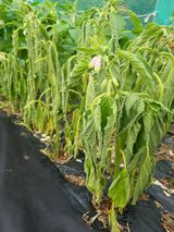 팜모닝 농사, 무엇이든 물어보세요!·참여글 게시글 이미지