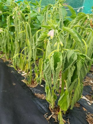 오다가다님의 농사, 무엇이든 물어보세요! · 참여글 작성글 사진