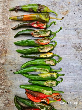 신강우님의 자유주제 · 자유게시판 작성글 사진