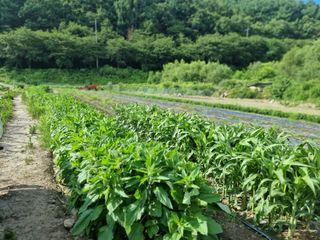 가야산자락한수덕님의 작성글 사진
