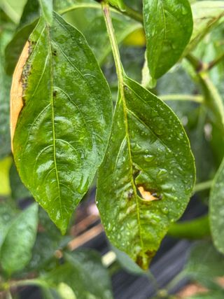 김혁식님의 고추 · 병해충상담 작성글 사진