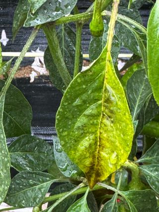 김혁식님의 고추 · 병해충상담 작성글 사진