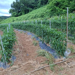 오영도님의 자유주제 · 자유게시판 작성글 사진