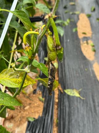 김혁식님의 고추 · 병해충상담 작성글 사진