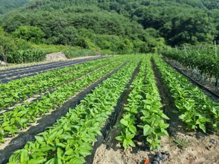 가야산자락한수덕님의 작성글 사진