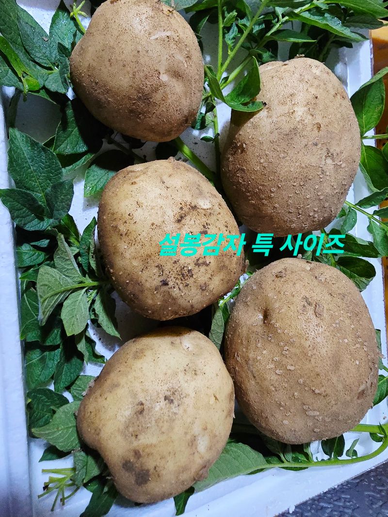 황둔얼렁뚱땅체리농부님의 장터 판매 상품 [설봉 감자 10kg, 20kg 판매] 첨부 사진