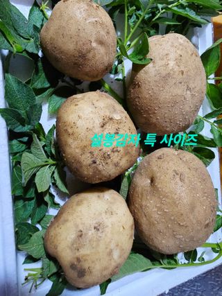 황둔얼렁뚱땅체리농부님의 작성글 사진