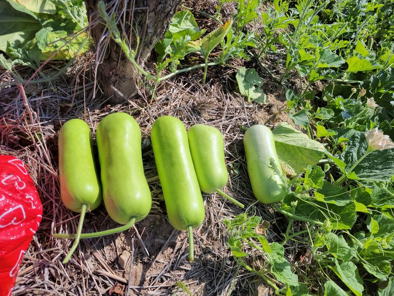 원빈님의 장터 판매 상품 [박 씨앗 ] 첨부 사진