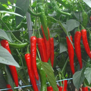 대산농사대장님의 자유주제 · 자유게시판 작성글 사진