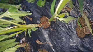 오다가다님의 농사, 무엇이든 물어보세요! · 참여글 작성글 사진