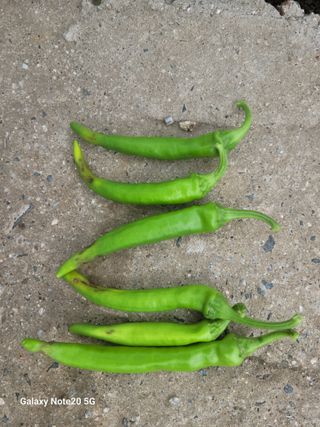 화양청정계곡농장님의 농사, 무엇이든 물어보세요! · 참여글 작성글 사진