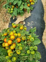 팜모닝 자유주제·자유게시판 게시글 이미지