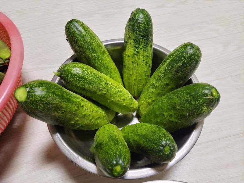 원빈님의 장터 판매 상품 [과일 오이 씨앗 ] 첨부 사진