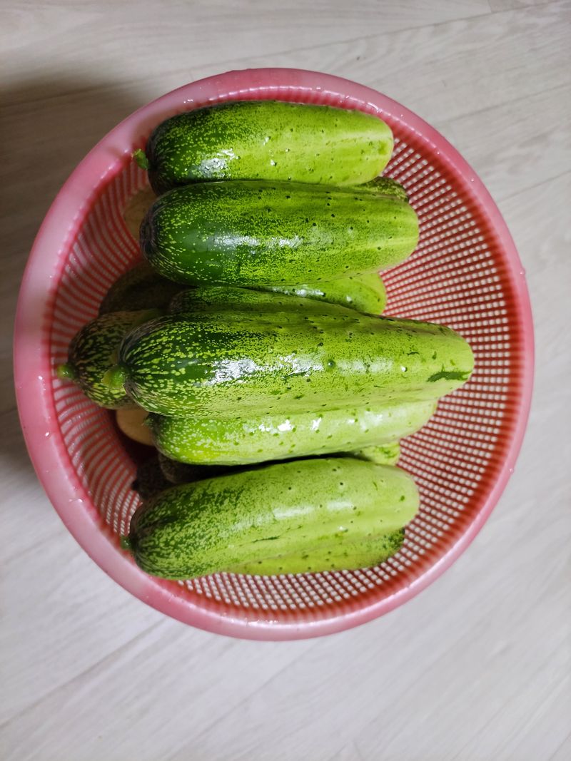 장터 상품 [과일 오이 씨앗 ] 썸네일