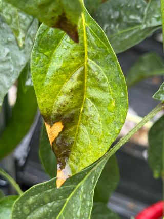 김혁식님의 고추 · 병해충상담 작성글 사진